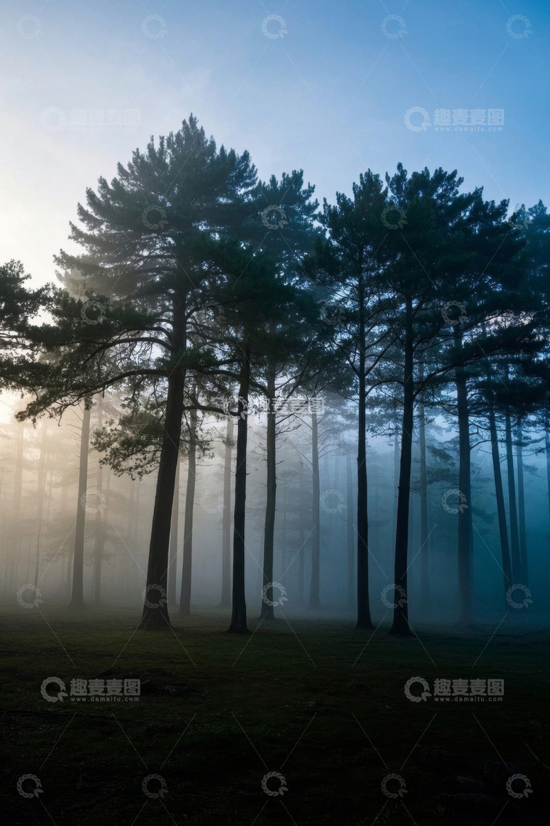 高清大图下载【趣麦麦图】晨雾中的森林松树景观