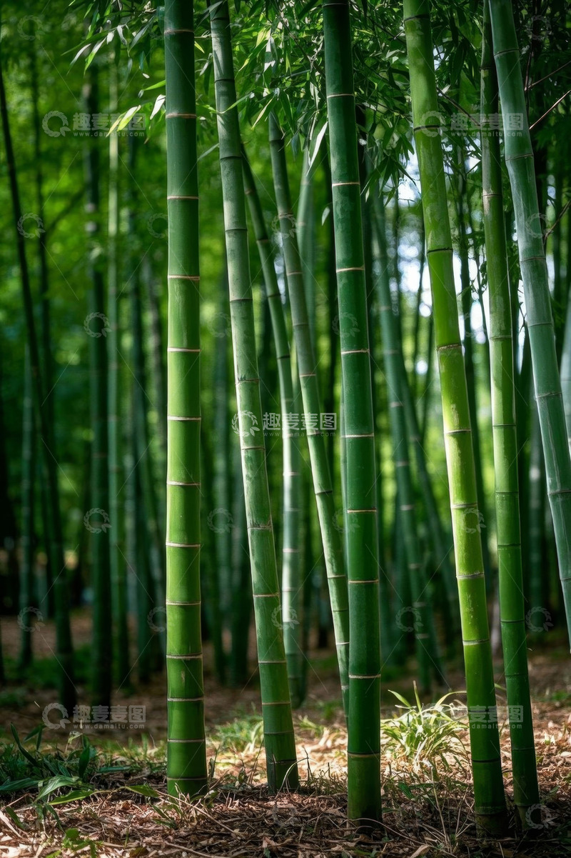 高清大图下载【趣麦麦图】茂密竹林自然景观