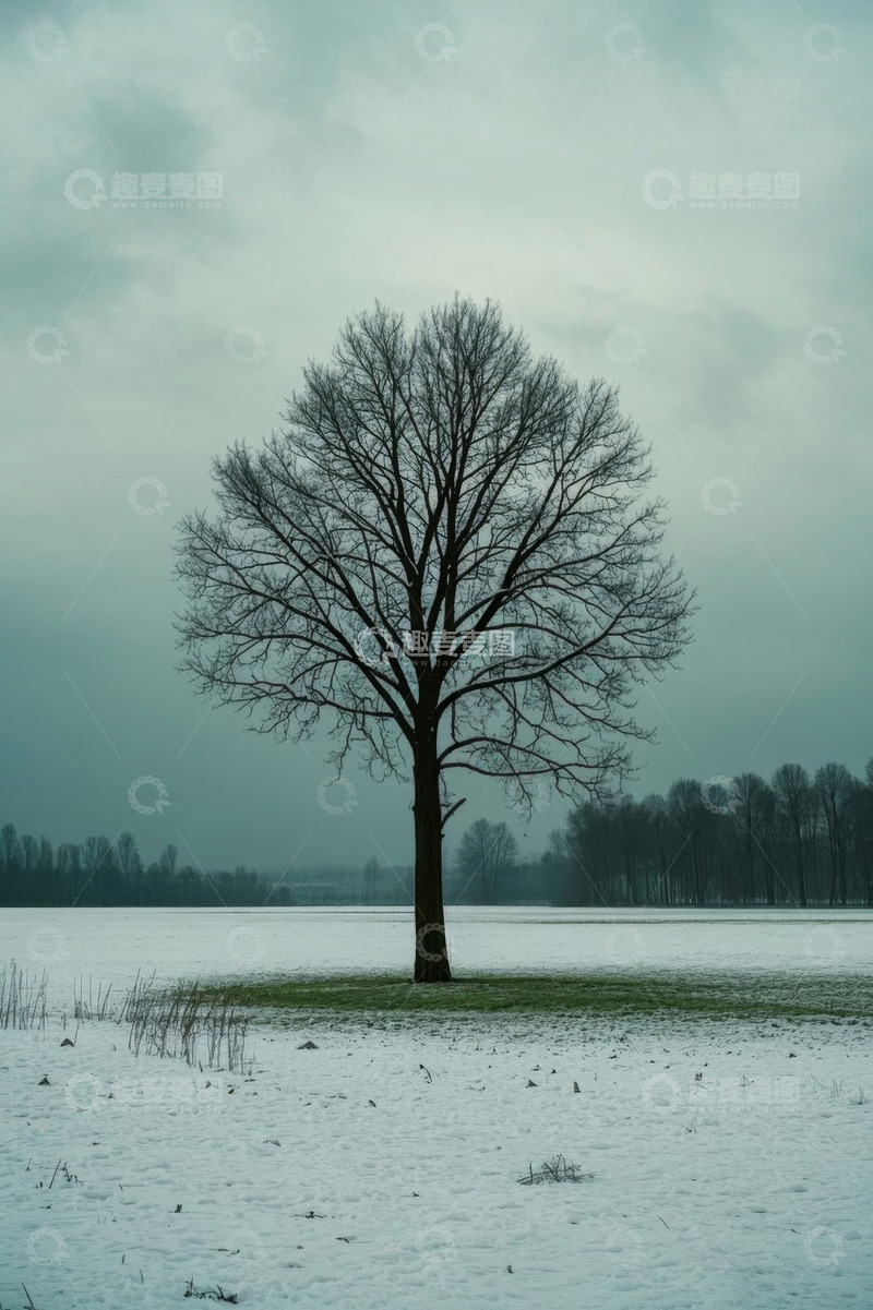 高清大图下载【趣麦麦图】雪地中孤独的无叶树木景象