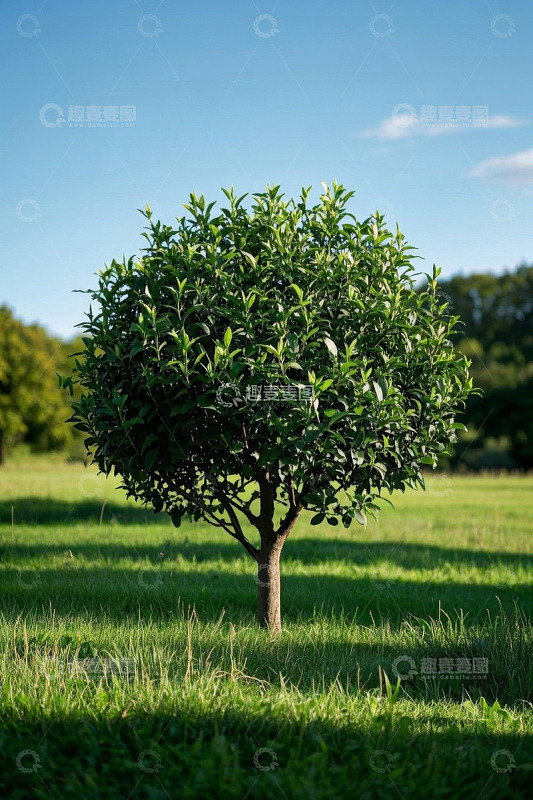 草地中的绿色树木