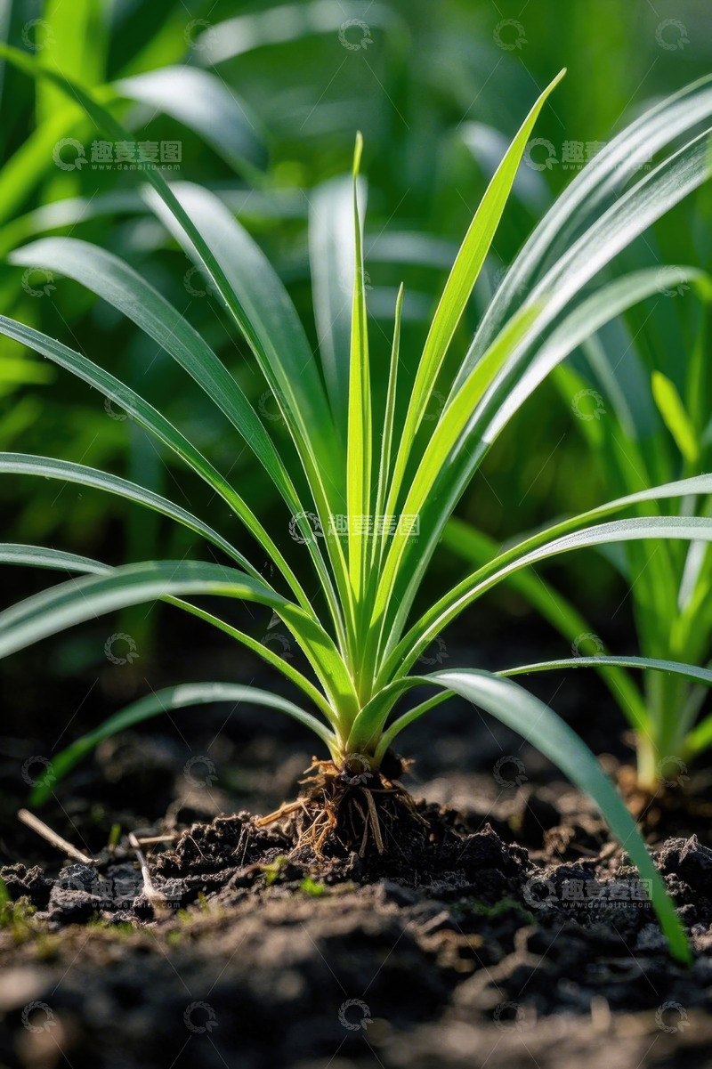 高清大图下载【趣麦麦图】破土而出的绿色植物