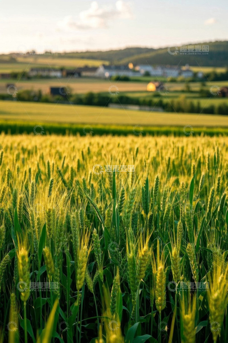 高清大图下载【趣麦麦图】田野中的金黄小麦种植景象