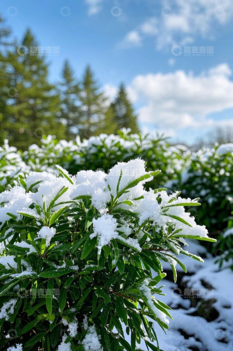 高清大图下载【趣麦麦图】覆雪绿植与远处树木景观