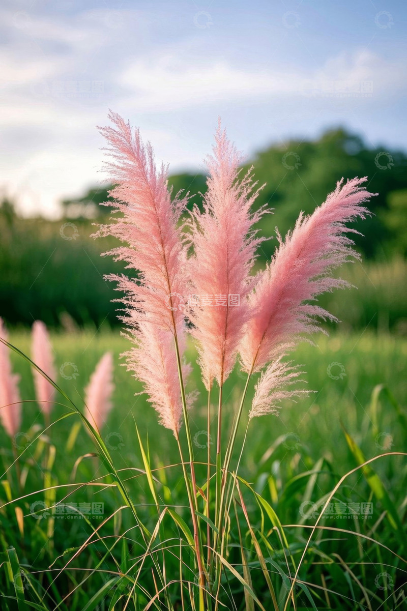 高清大图下载【趣麦麦图】户外粉色蒲苇特写