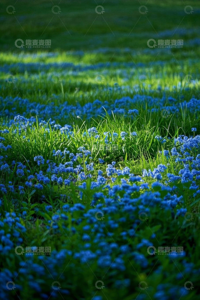 高清大图下载【趣麦麦图】草地中的蓝色小花景观