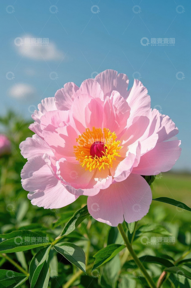 高清大图下载【趣麦麦图】盛开的粉色牡丹花特写