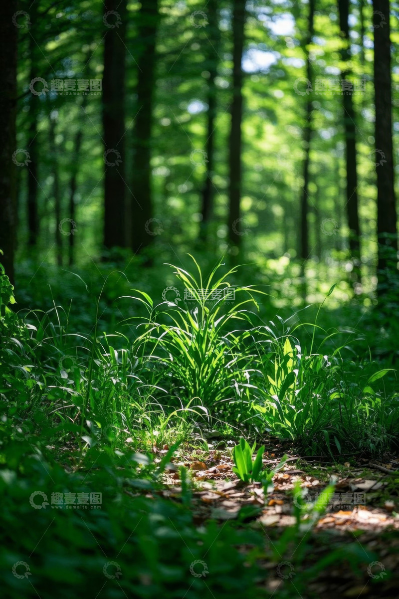 高清大图下载【趣麦麦图】阳光照耀下的森林绿色景象