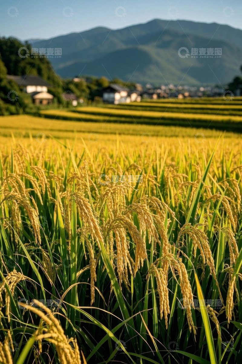 高清大图下载【趣麦麦图】田园稻田自然风光全景