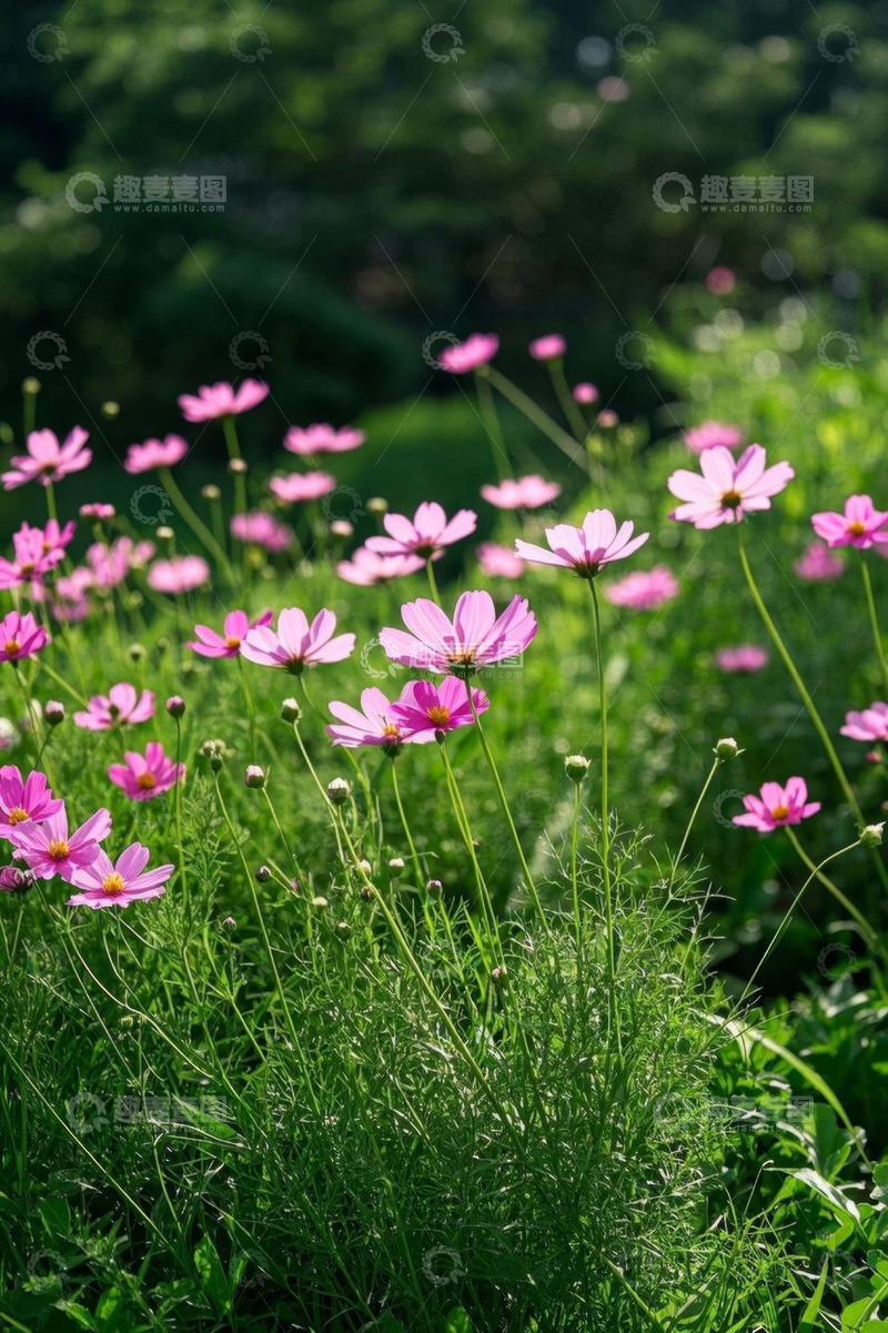 高清大图下载【趣麦麦图】粉色花朵自然景观