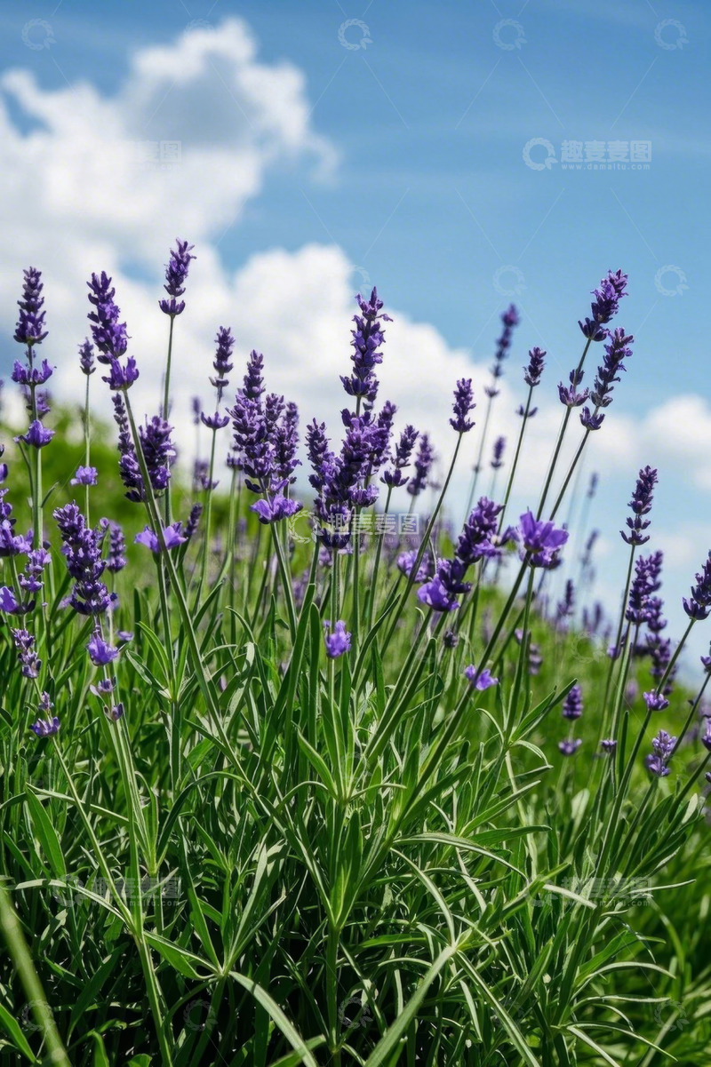高清大图下载【趣麦麦图】蓝天白云下的紫色薰衣草