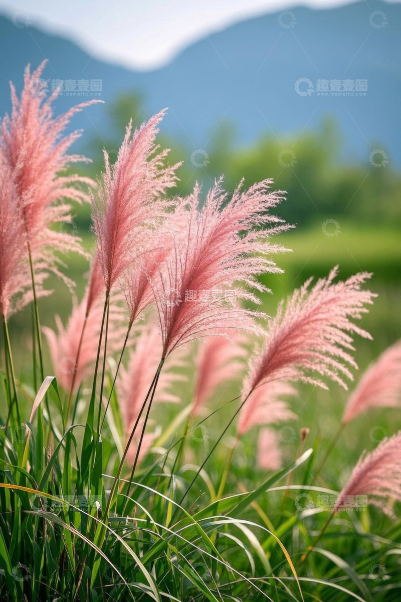 高清大图下载【趣麦麦图】田野粉色蒲苇植物特写