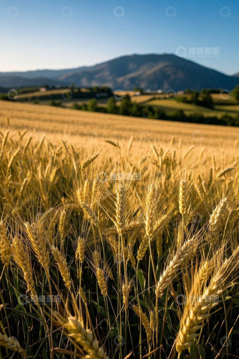 高清大图下载【趣麦麦图】金黄麦田与远山自然风光