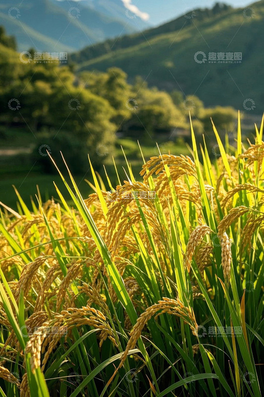 田野间成熟的金黄稻田