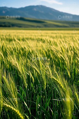 麦田自然风光全景