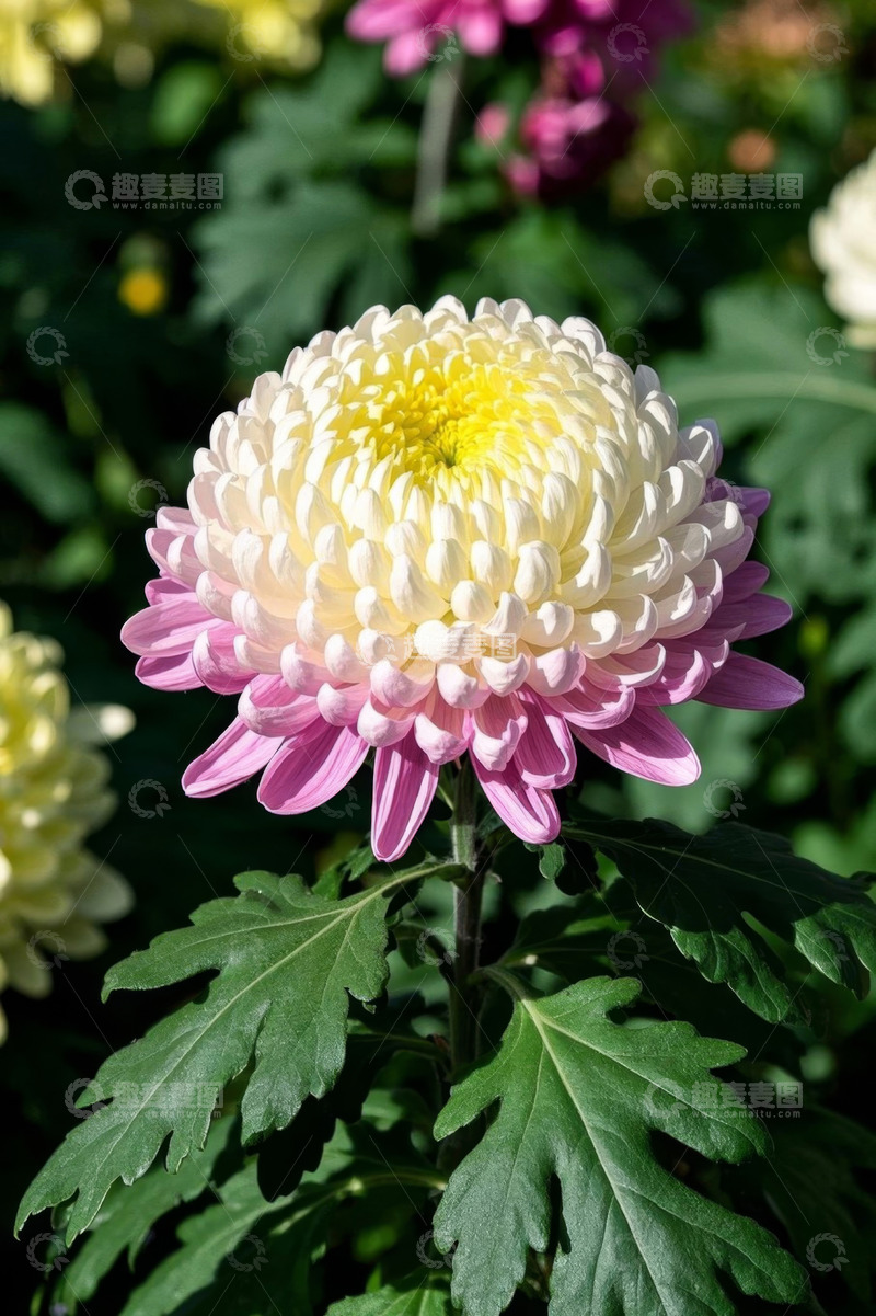 高清大图下载【趣麦麦图】多彩菊花特写