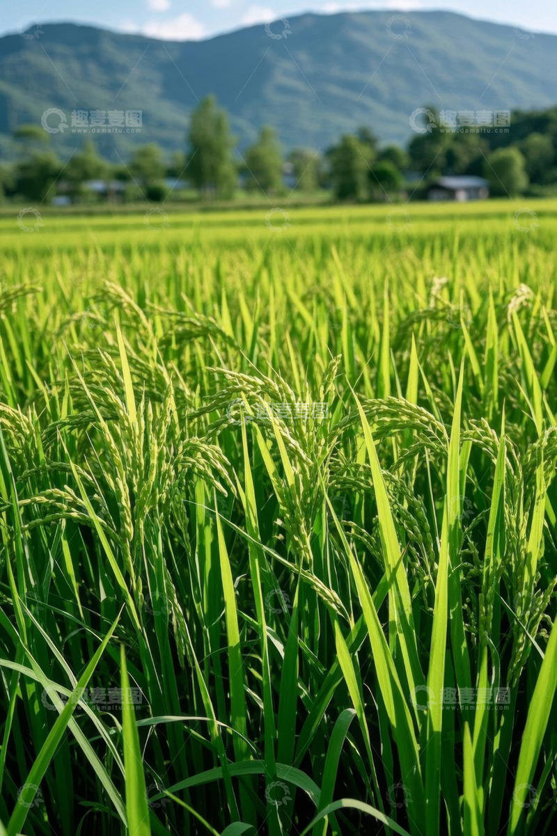 高清大图下载【趣麦麦图】绿色稻田与远山自然景观