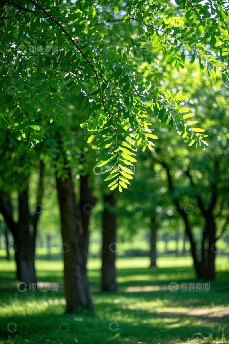 高清大图下载【趣麦麦图】阳光下树林中的翠绿树叶