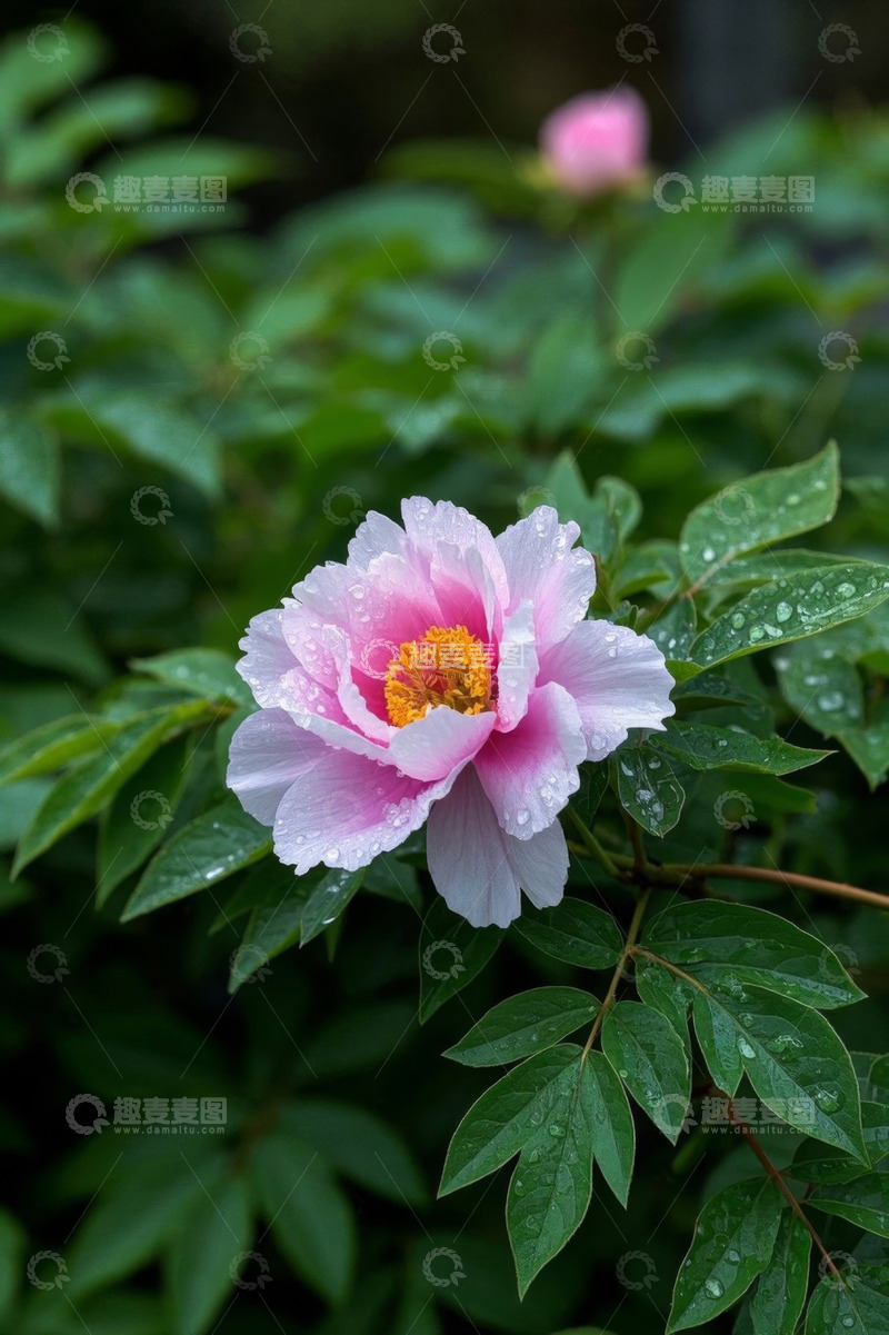 高清大图下载【趣麦麦图】带水珠的粉色牡丹花特写