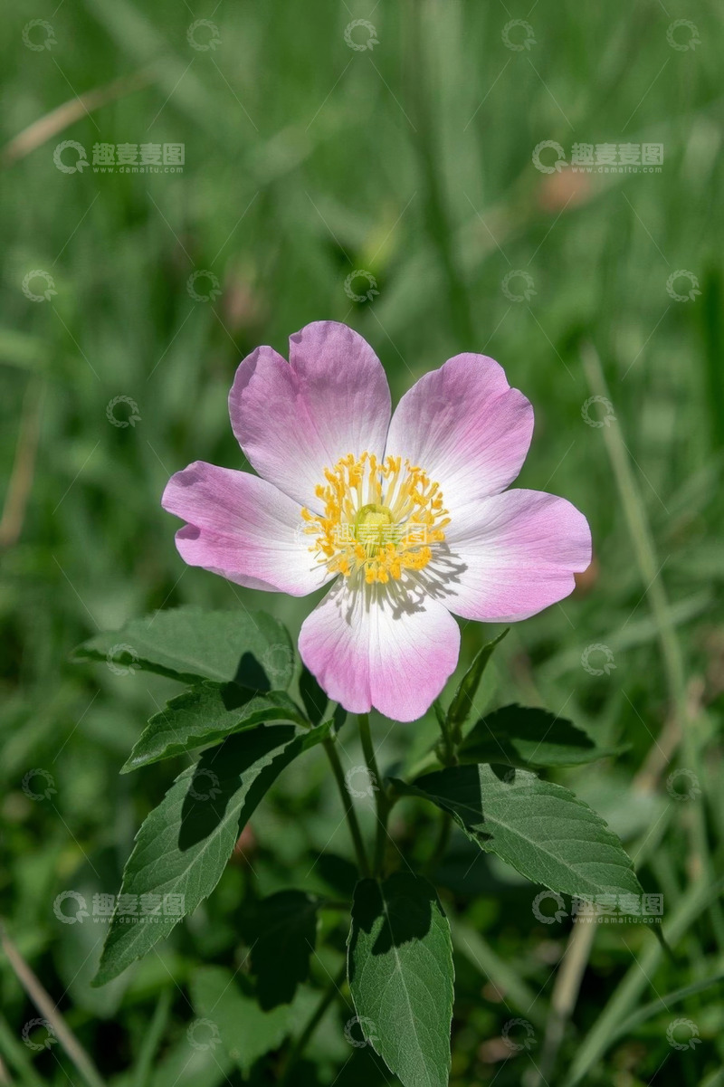 高清大图下载【趣麦麦图】粉色花朵特写