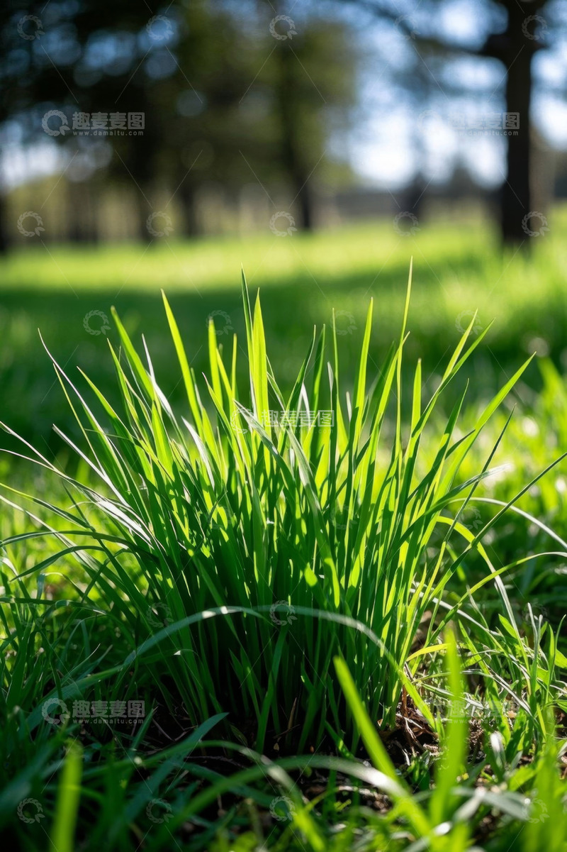 高清大图下载【趣麦麦图】草地特写自然风光素材