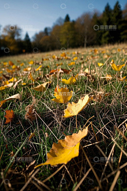 草地上散落的秋日黄叶
