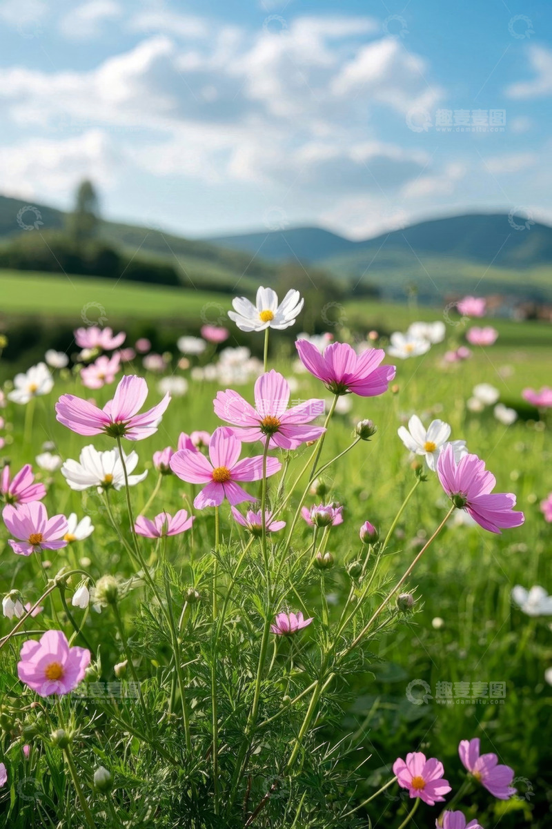 高清大图下载【趣麦麦图】田野中盛开的粉色白色花朵