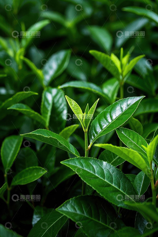 嫩绿茶树叶子特写