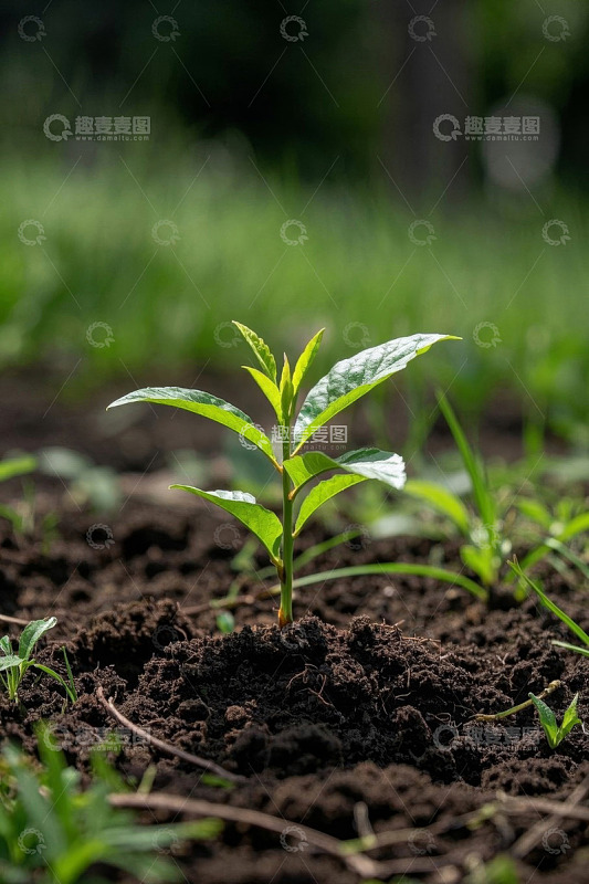 土壤中生长的嫩绿植物