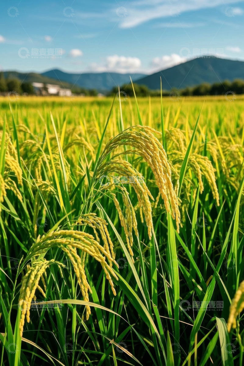高清大图下载【趣麦麦图】成熟稻田与远山风景