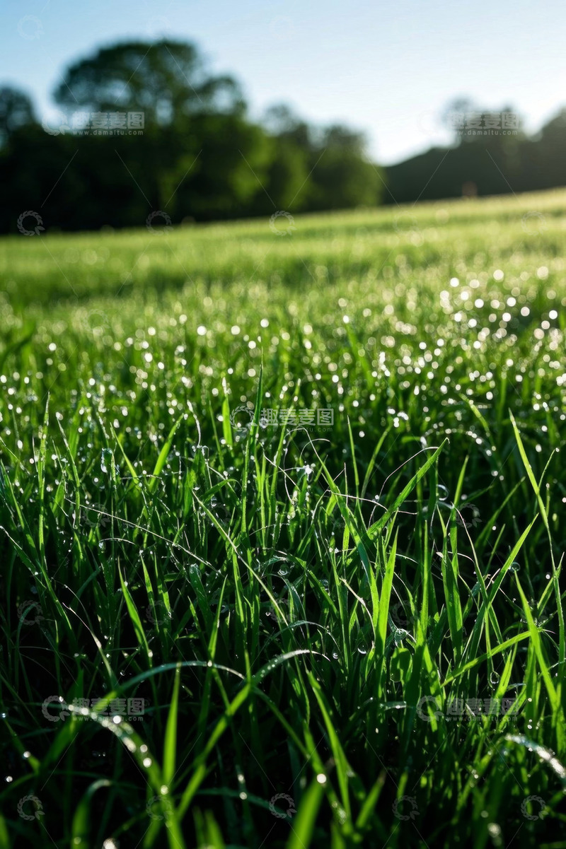 高清大图下载【趣麦麦图】清晨阳光下带露珠的绿色草地