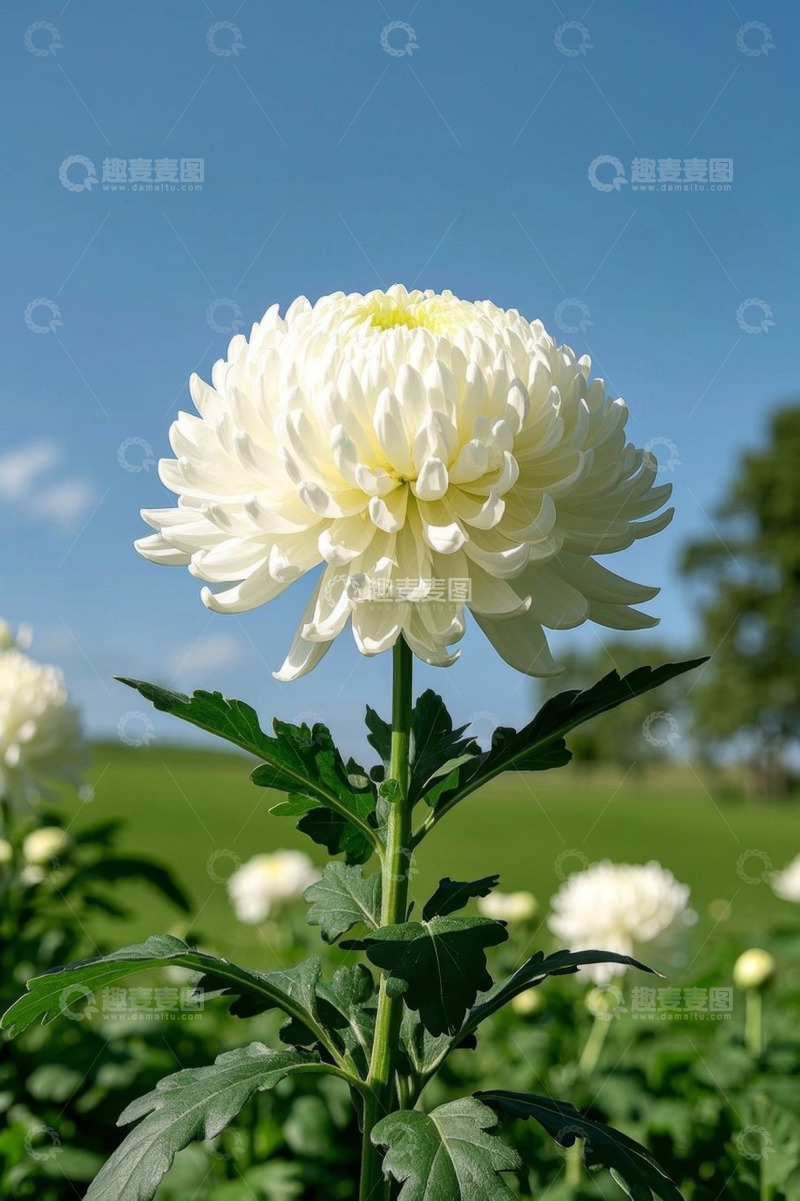 高清大图下载【趣麦麦图】田野中的白色菊花特写