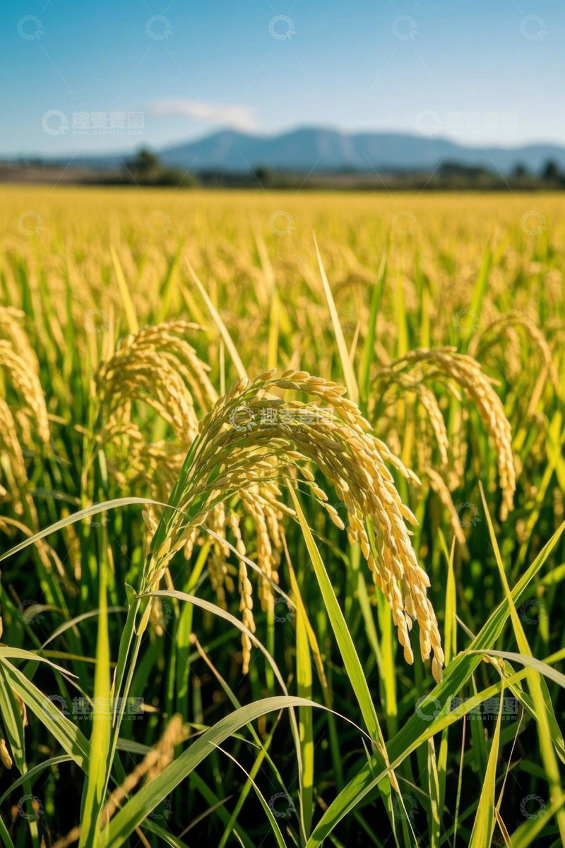 高清大图下载【趣麦麦图】金黄稻田自然风光