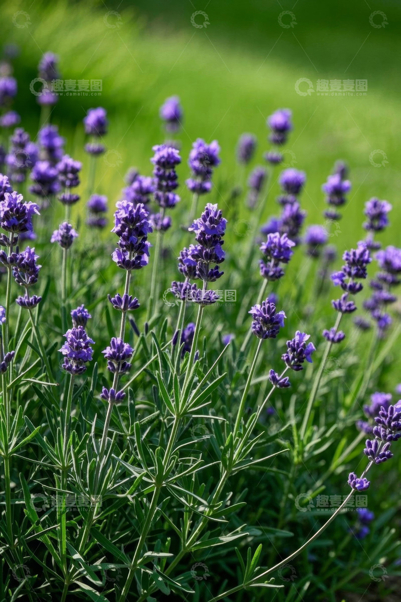 高清大图下载【趣麦麦图】紫色薰衣草特写