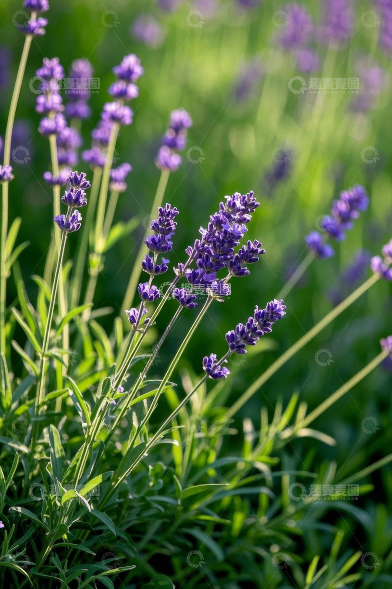 高清大图下载【趣麦麦图】紫色薰衣草自然景观