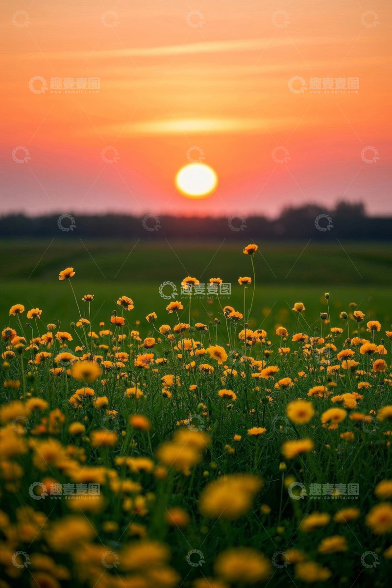 高清大图下载【趣麦麦图】田野上的夕阳与黄色野花