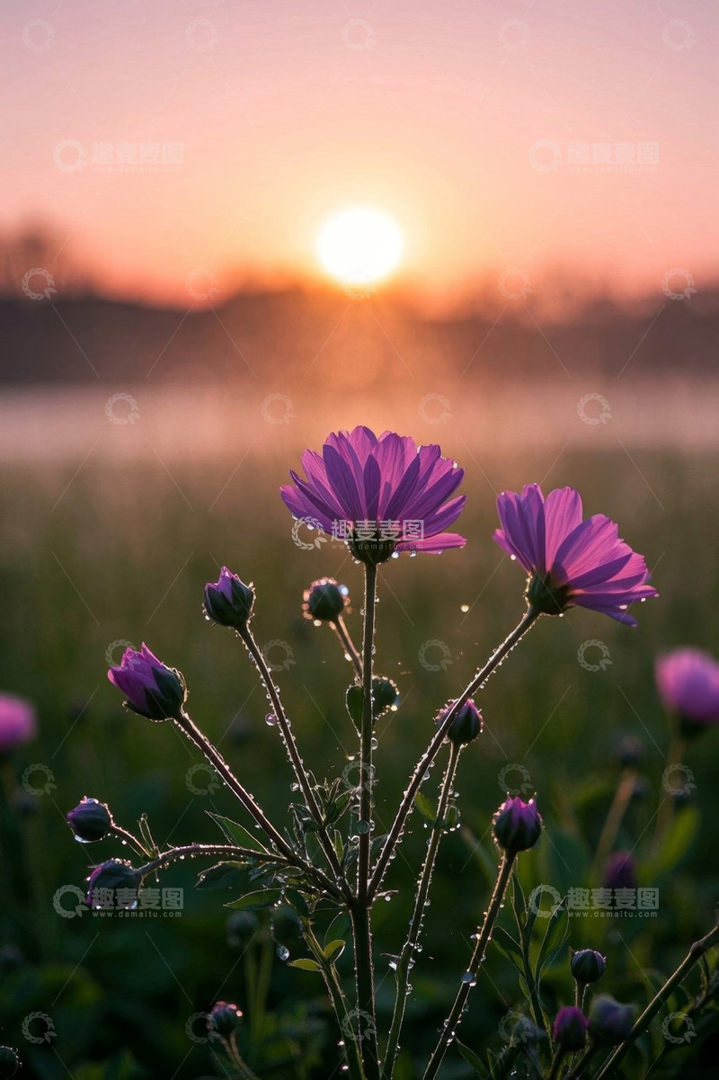 高清大图下载【趣麦麦图】日出下带露珠的紫色花朵