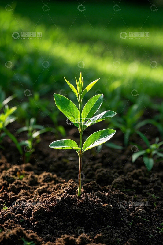 破土而出的嫩绿植物幼苗