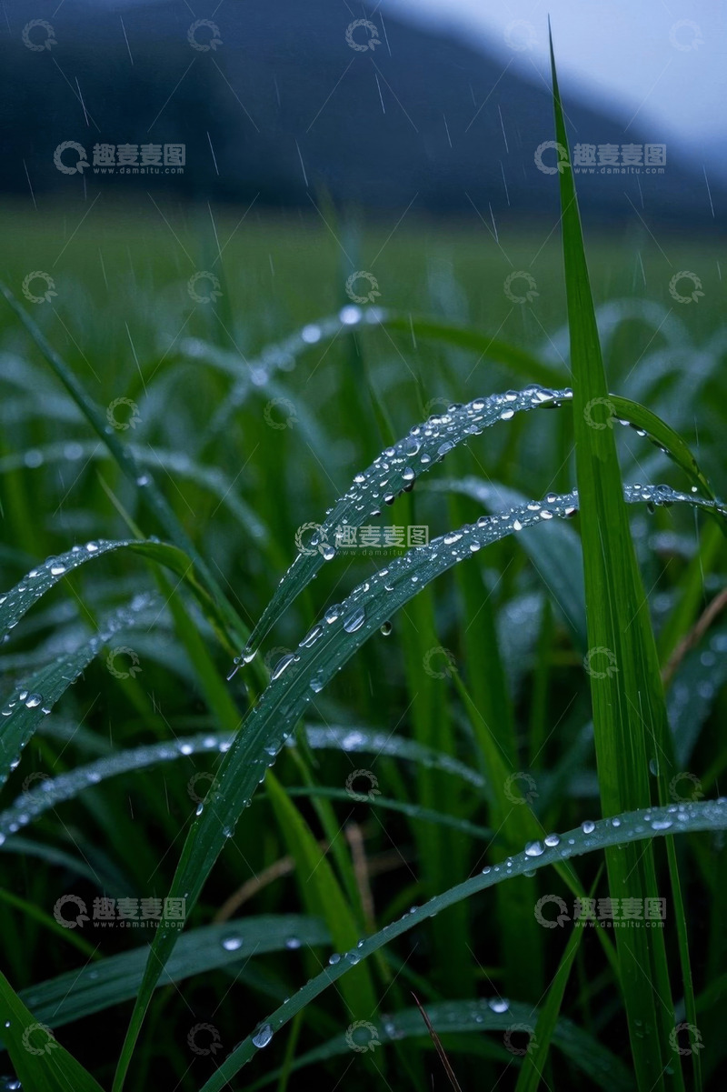 高清大图下载【趣麦麦图】雨中带水珠的绿色植物