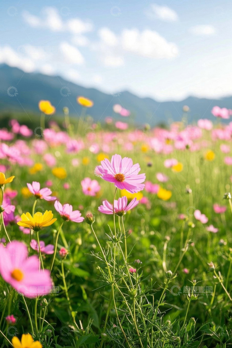 高清大图下载【趣麦麦图】田野间盛开的粉色黄色花朵