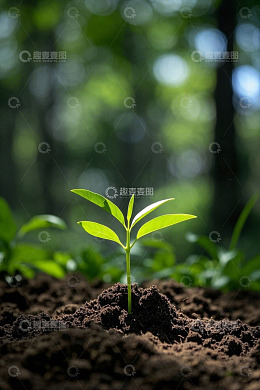 破土而出的嫩绿植物