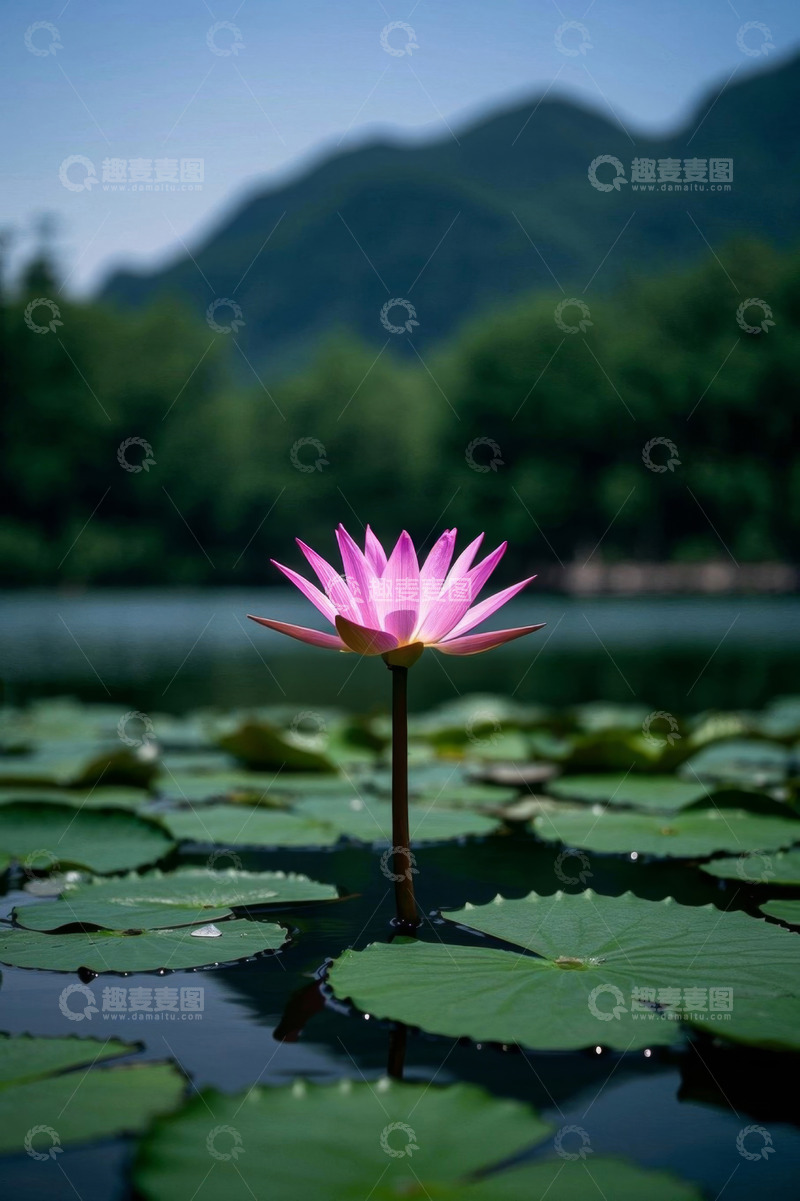 高清大图下载【趣麦麦图】湖上绽放的粉色荷花