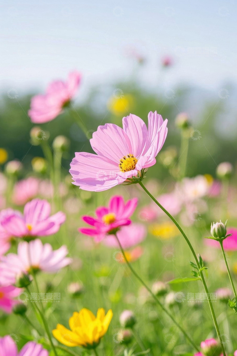 高清大图下载【趣麦麦图】田野中盛开的粉色花朵