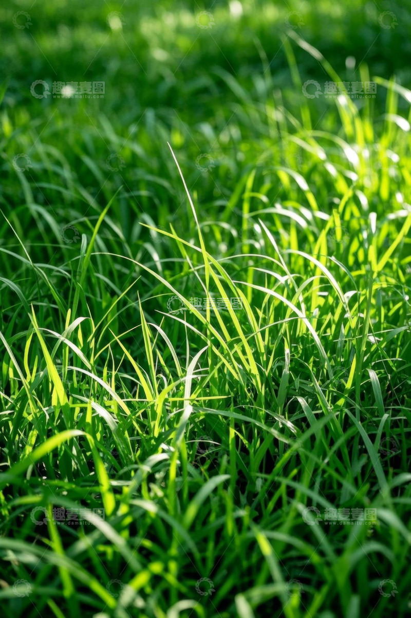 高清大图下载【趣麦麦图】阳光下的绿色草地特写