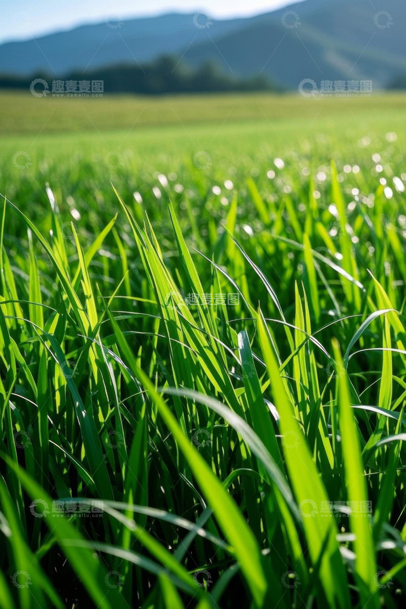 高清大图下载【趣麦麦图】田野绿色青草近景