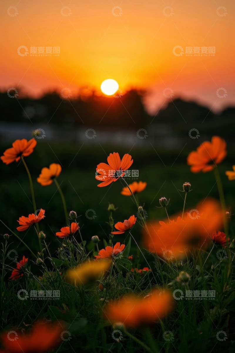 高清大图下载【趣麦麦图】夕阳下绽放的橙色花朵