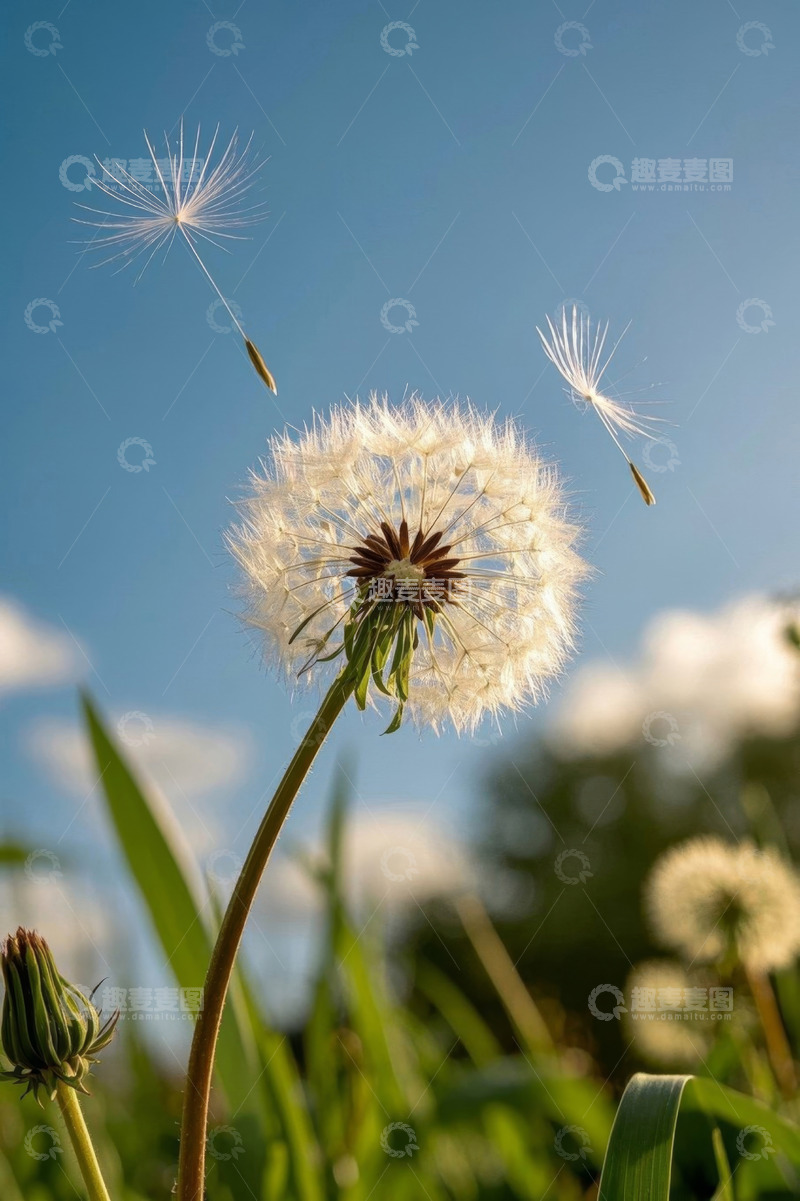 高清大图下载【趣麦麦图】蓝天背景下飘散的蒲公英