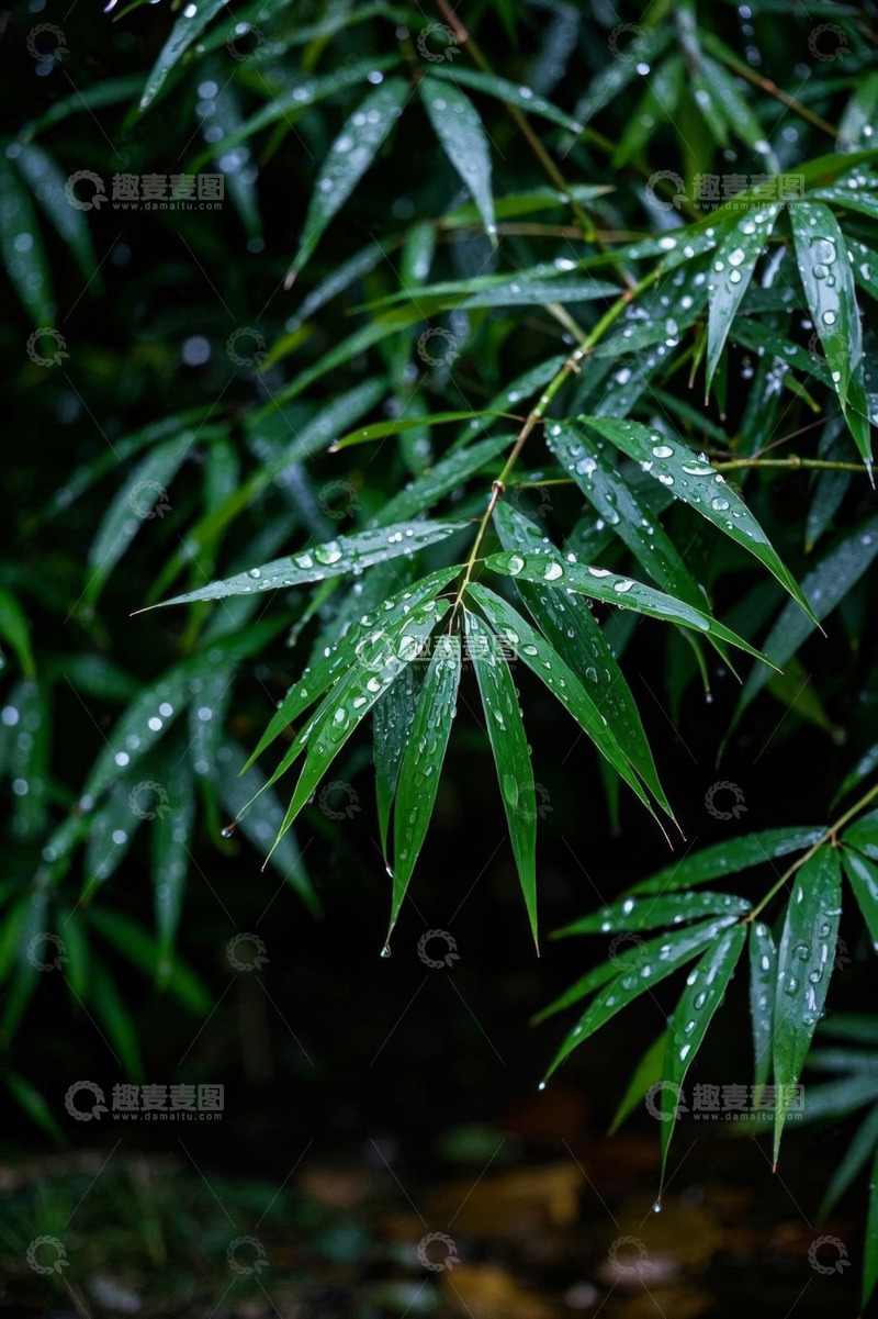 高清大图下载【趣麦麦图】带雨滴的翠绿竹叶特写