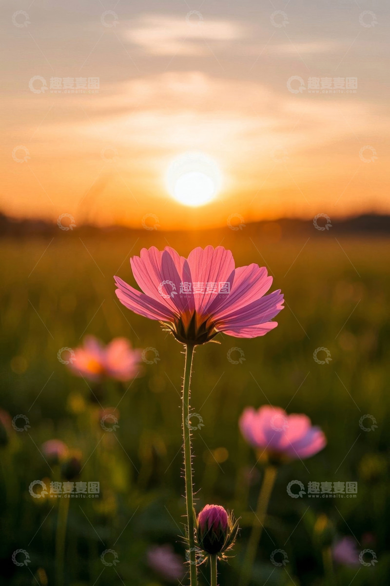 高清大图下载【趣麦麦图】日落时分田野中的粉色花朵