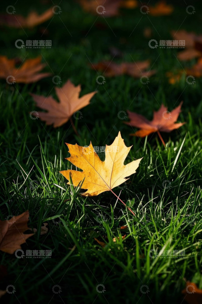 高清大图下载【趣麦麦图】草地上的秋日枫叶