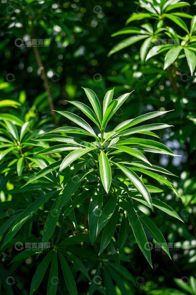 高清大图下载【趣麦麦图】阳光下的绿色植物特写